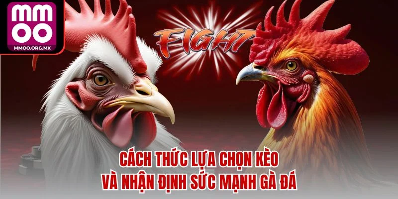 Cách thức lựa chọn kèo và nhận định sức mạnh gà đá Cách thức lựa chọn kèo và nhận định sức mạnh gà đá