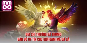 Địa Chỉ Trường Gà Thomo – Bản Đồ Uy Tín Cho Giới Đam Mê Đá Gà