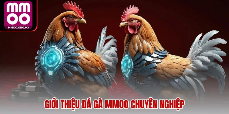 Giới thiệu đá gà MMOO chuyên nghiệp