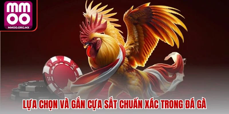 Lựa chọn và gắn cựa sắt chuẩn xác trong đá gà Lựa chọn và gắn cựa sắt chuẩn xác trong đá gà
