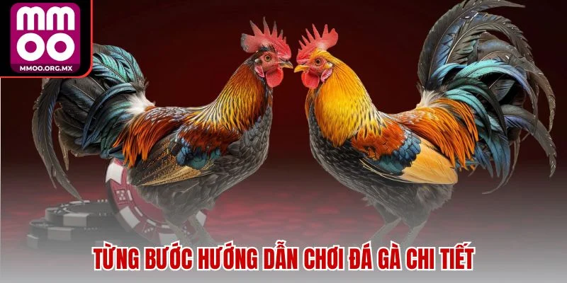 Từng bước hướng dẫn chơi đá gà chi tiết